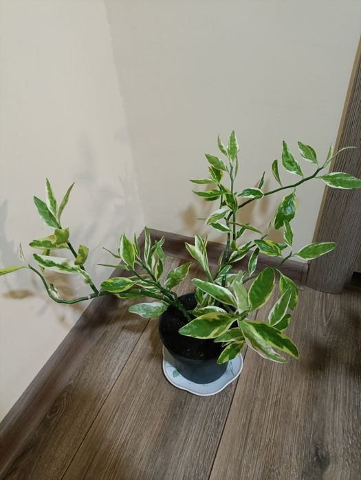 Продам комнатный цветок " Педилантус"титималоидный ( " Лестница Иаков