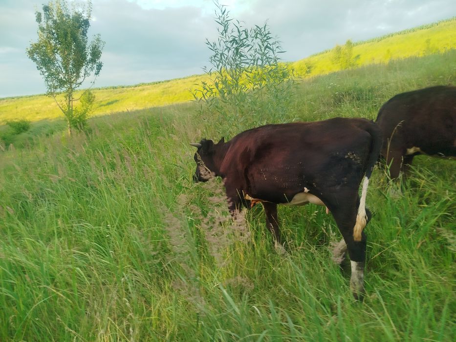 Продається тільна телиця