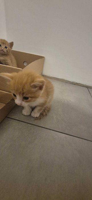 Котики в добрі руки