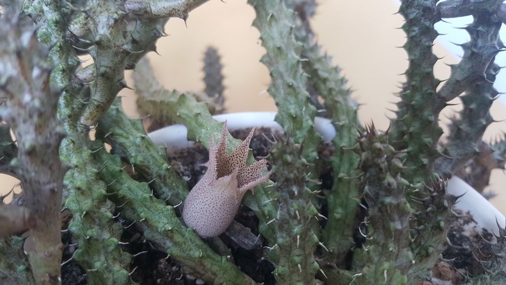 Стапеліантус Stepelianthus сукулент