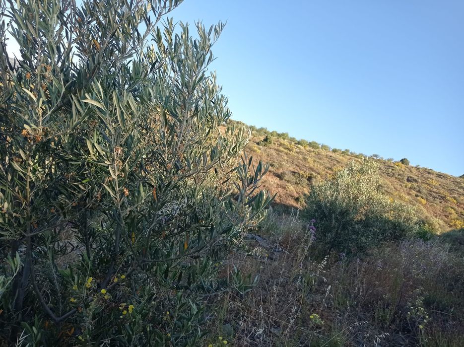 Terreno Rustico em Sequeiros - Torre de Moncorvo