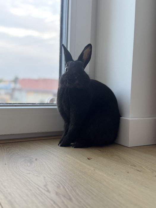 Królik do adopcji