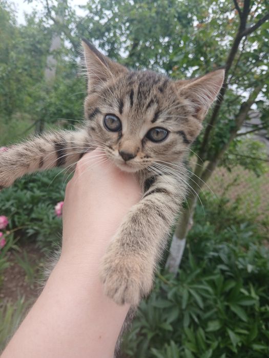 Віддамо кошеня в добрі руки