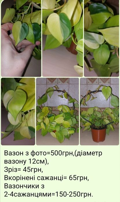Гипеаструм амарилис Alfresco и много других растений