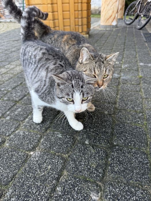 Kotki szukają nowego domku