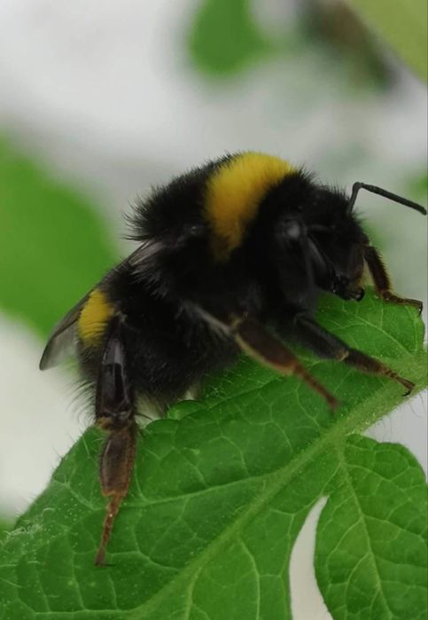 Trzmiele, ule sprzedaż