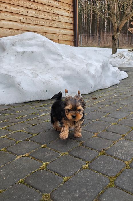 Piesek rasy Yorkshire terrier