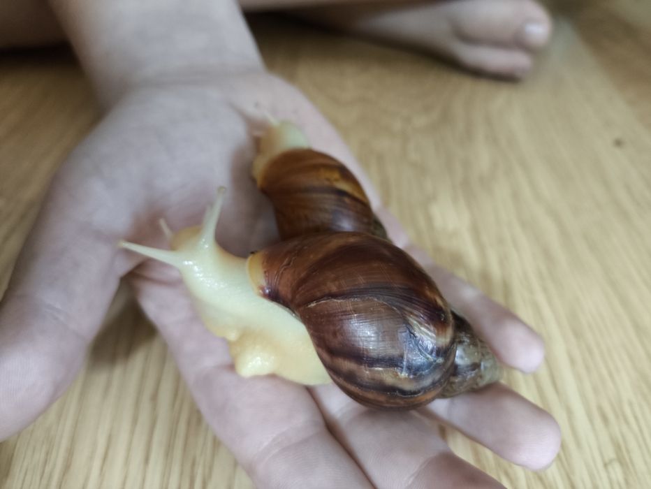 Равлики Ахатини, 1 та 5 років