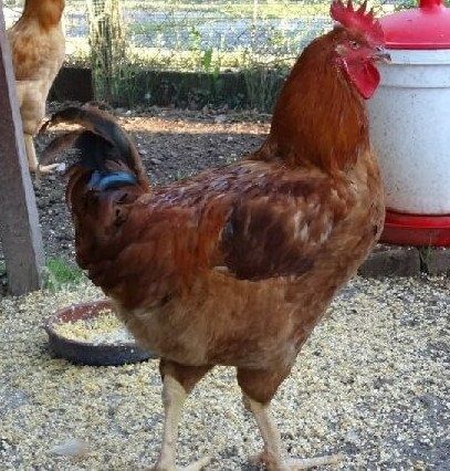 Инкубационное яйцо курицы сассо (Украина Венгрия)