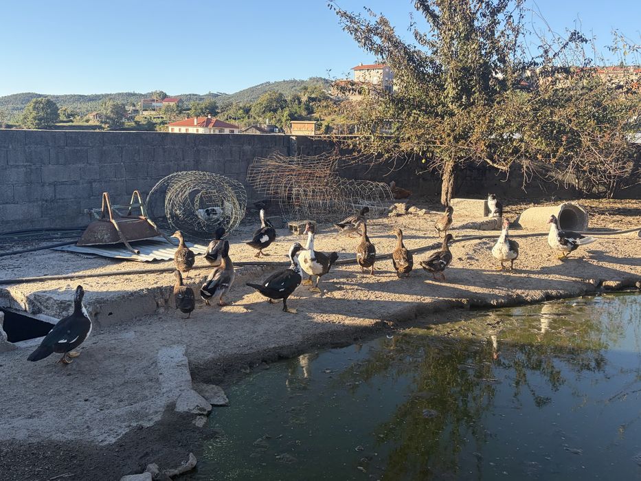 Ninhada de patos reais