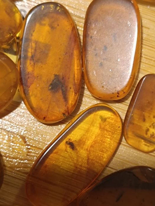 Âmbar fóssil com insetos