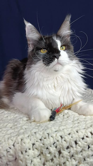 Котик породы Мейн Кун