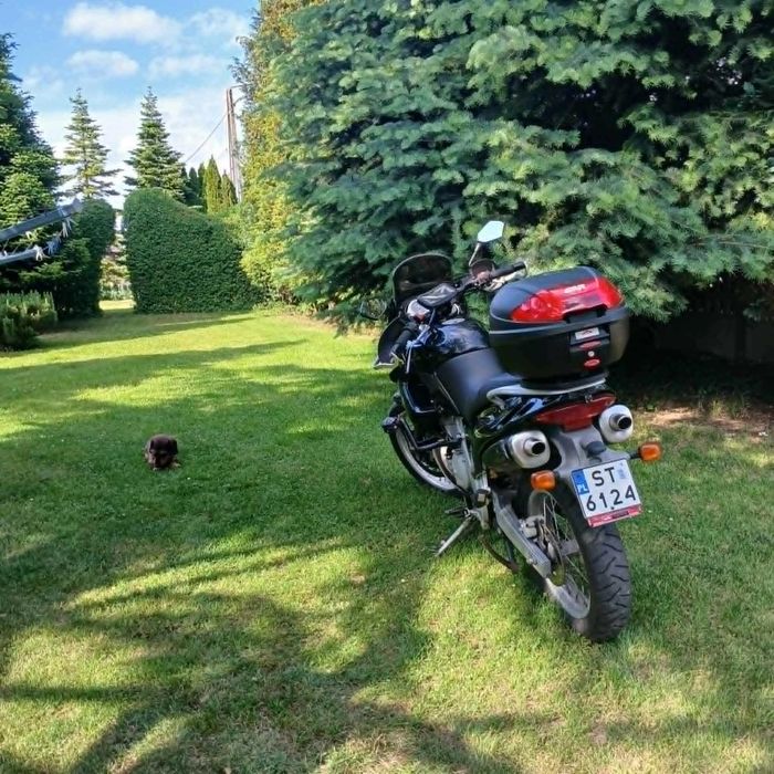 Motor Aprilla Pegaso 650