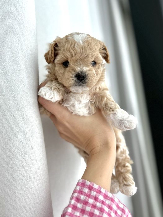 Цуценята Мальтіпу!