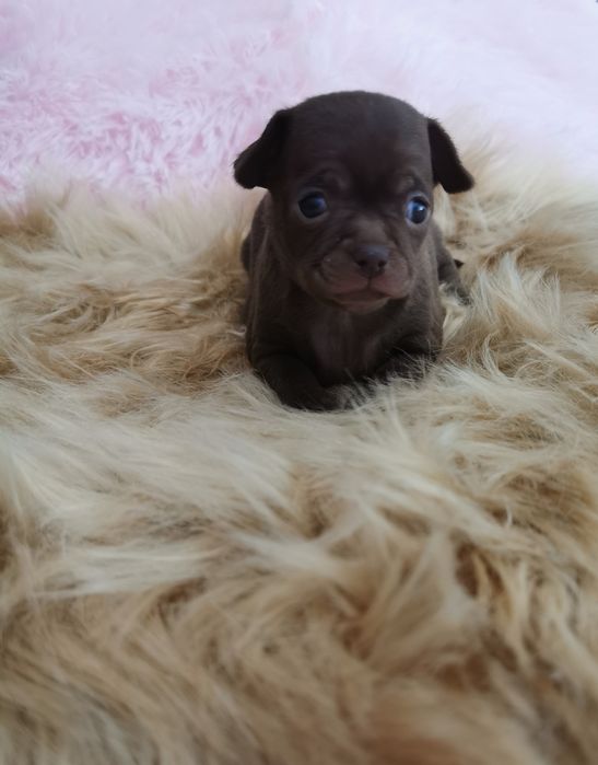 Suczka Chihuahua