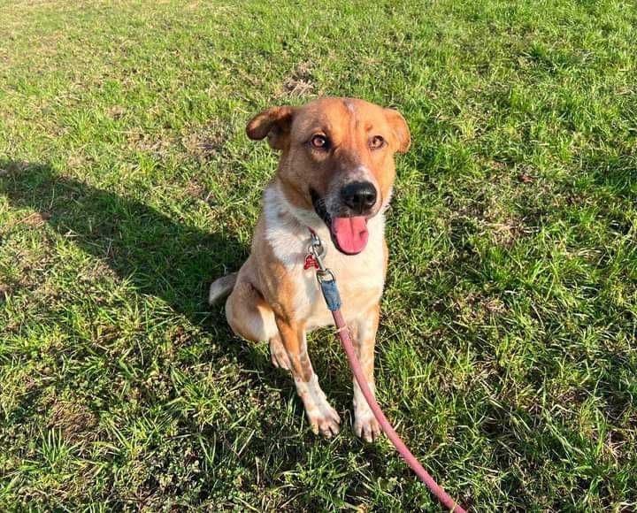 Bax szuka pilnie domu