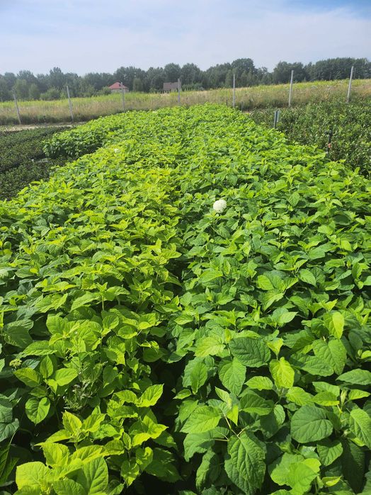 Hortensja krzewiasta Anabelle, bukietowa olbrzymie kwiaty