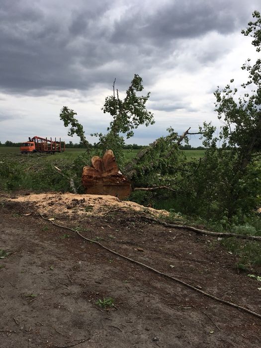 Валка деревьев, уборка территории, чистка и срез сосен