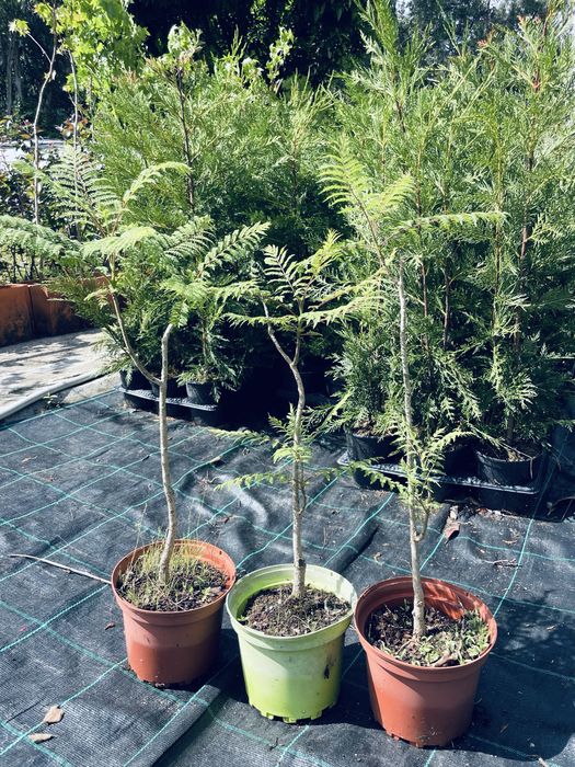 Jacarandas vaso 2L