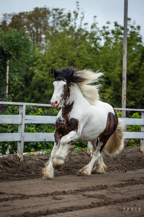 Ogier Irisch Cob/ Tinker