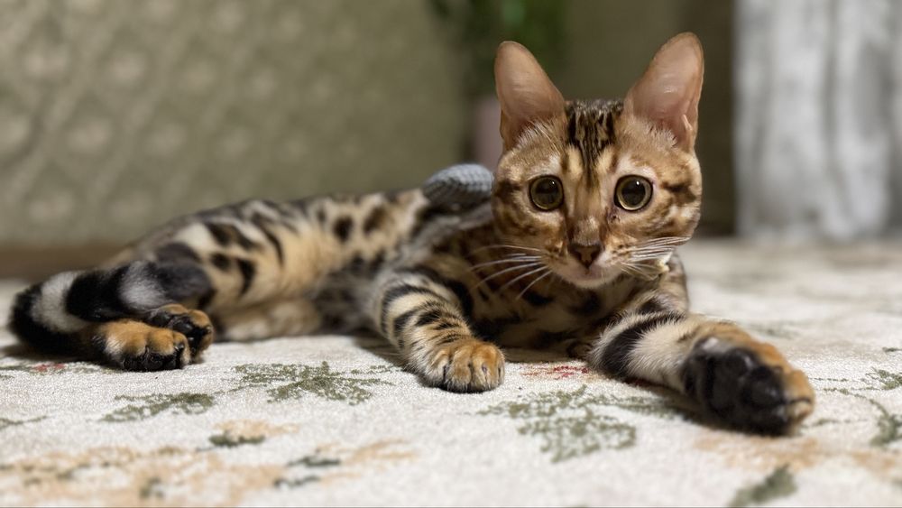 Бенгальская кошка чистокровная