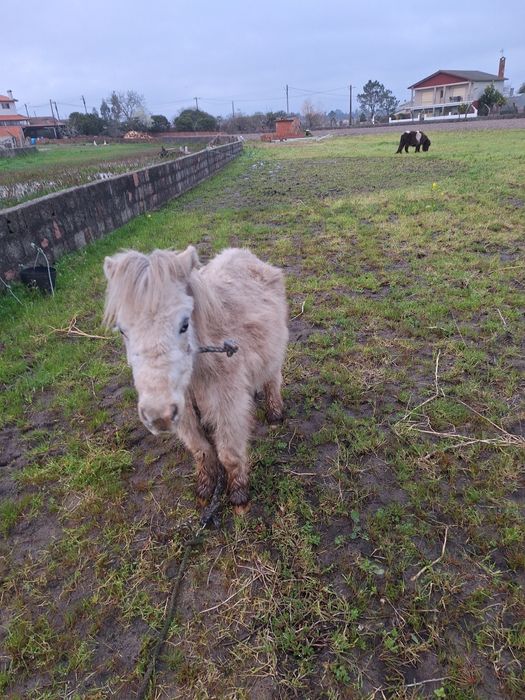Casal de mini poneis