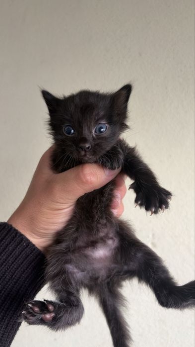 Dou gatos bebes!