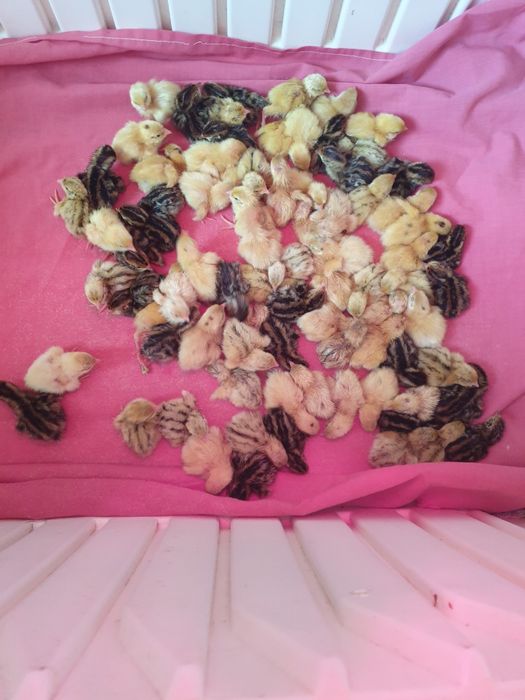 Продаж перепілок