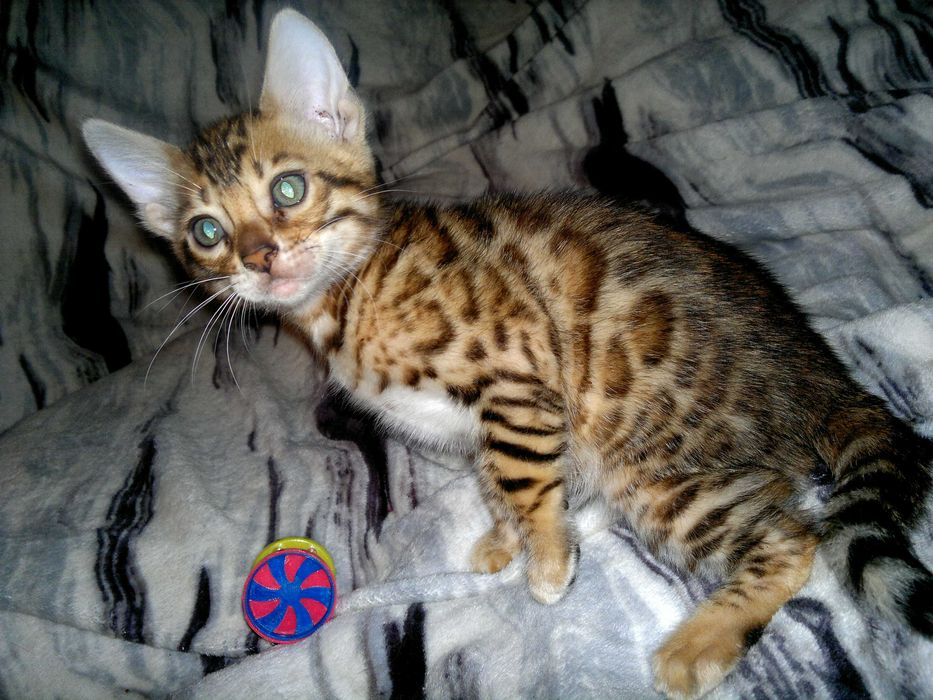 Чистокровна бенгальська дівчинка BENn24