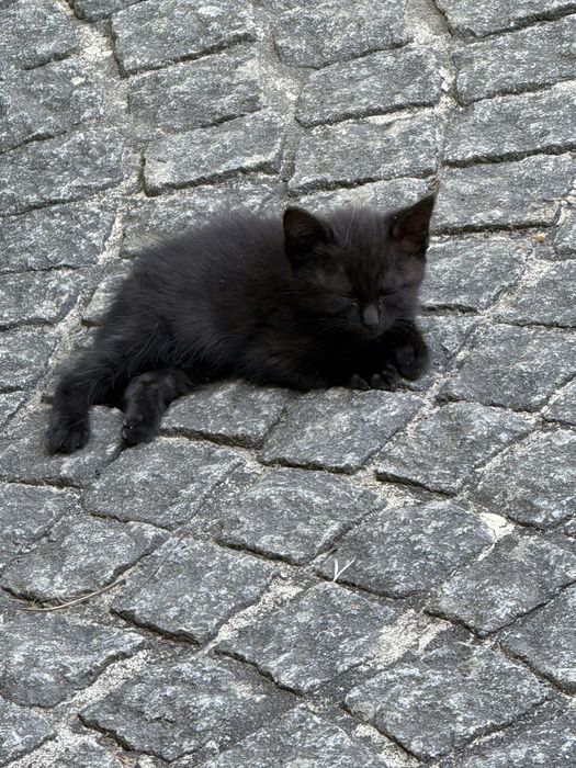 Dou 3 gatinhos, 2 pretinhos e 1 branco e preto