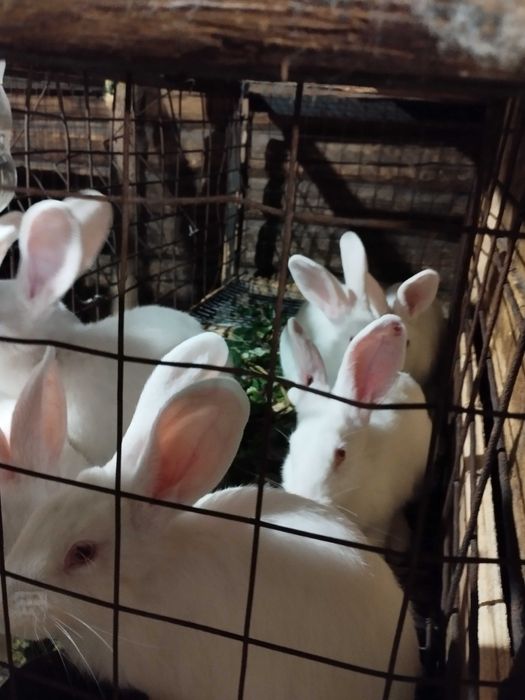 Продам кролів та плем'я або тушки