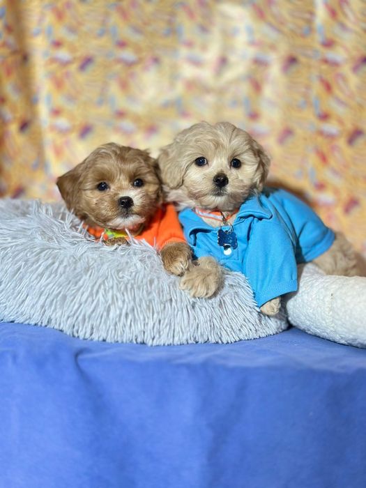 Малесенькі мікро і міні хлопчики ^ф1 мальтипу^ .