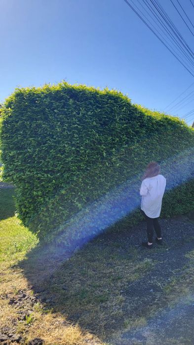 Живоплот жива огорожа посадка