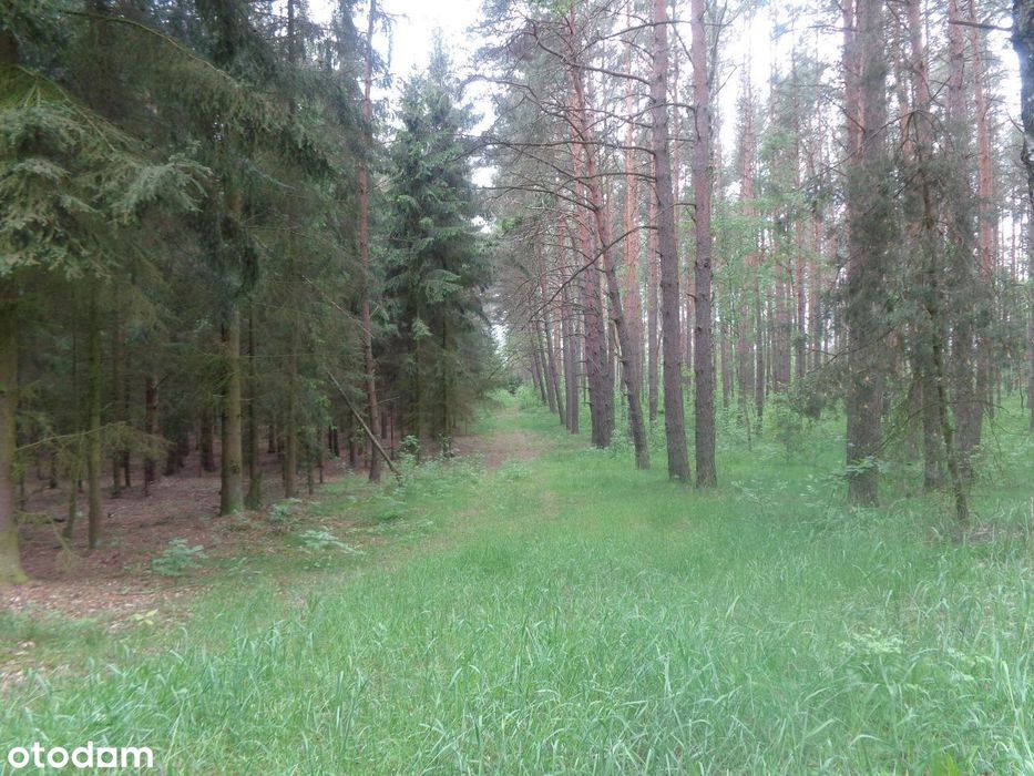 Sprzedam siedlisko i działki leśne - Więcej