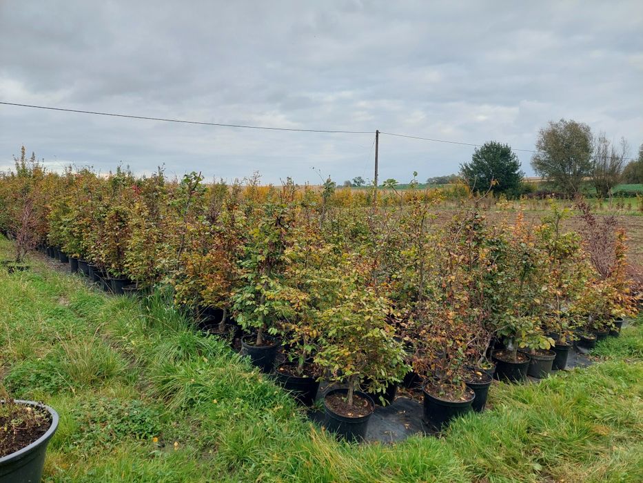 Buk na żywopłot Fagus sylvatica