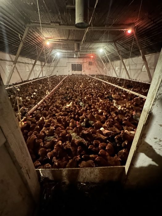 Kury, kurczęta odchowane, indyki, brojlery, kaczki, gęsi