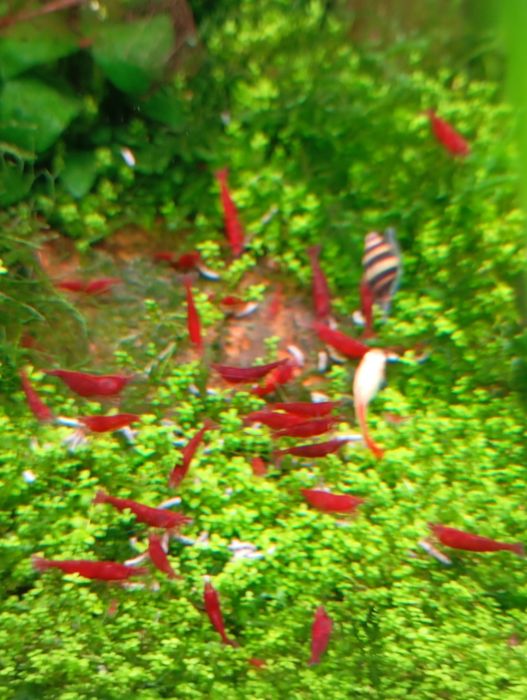 Neocaridina Red Saqura