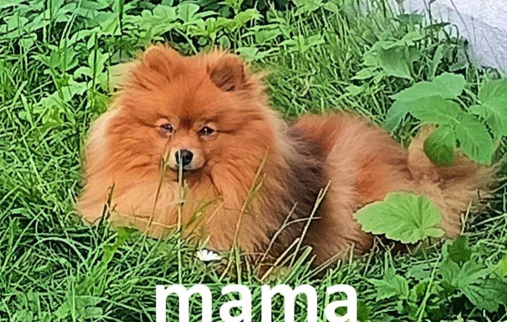 Szpic miniaturowy pomeranian - rodowód, wyprawka, paszport