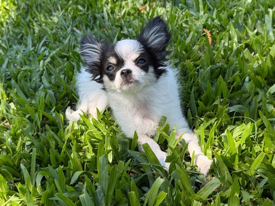 Chihuahua de pelo comprido