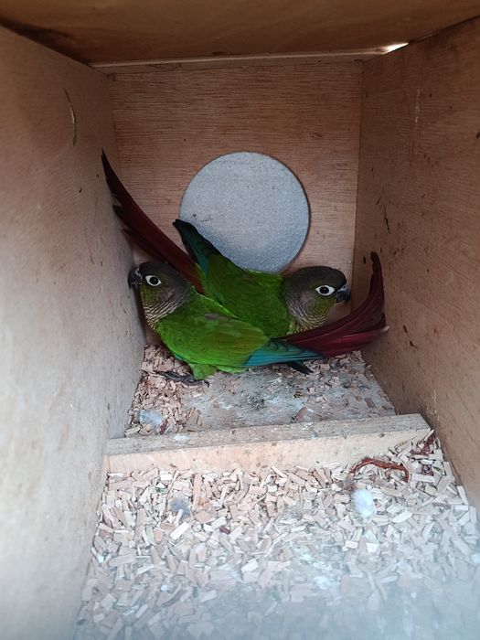 casal pyrruras disponíveis