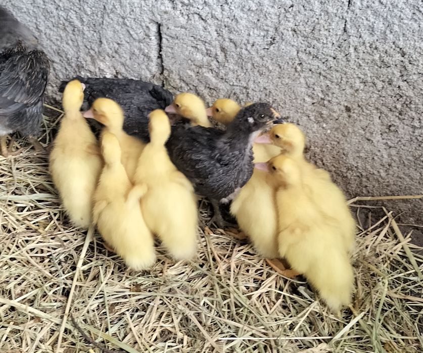 Patos Mudos de boa qualidade
