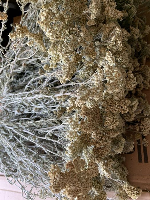 Полинь гірка та деревій сушений