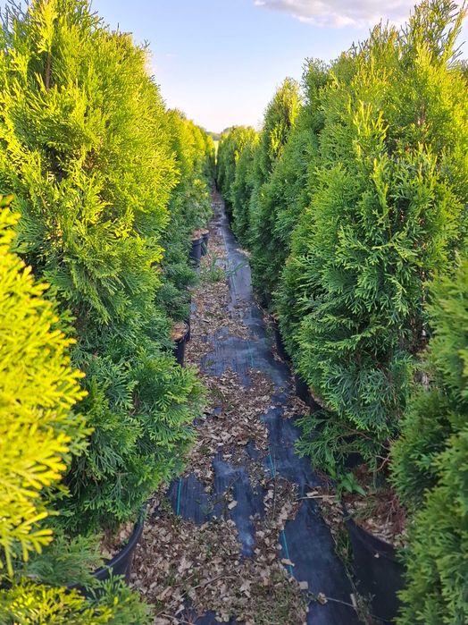 Tuje szmaragd Brwinów, Pruszków