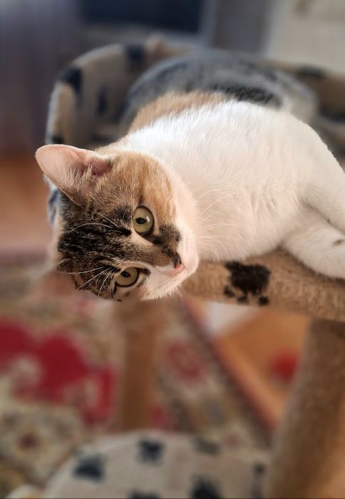 Стерилізована киця, кішка у хороші руки