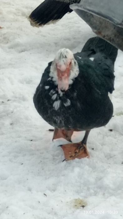 Продам домашніх індоутки і селезні