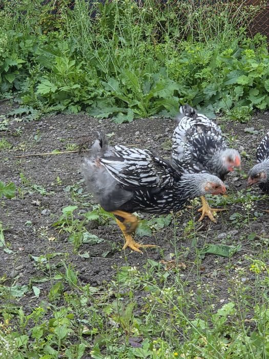 Australop Wyandotte kogutki mogę zamienic