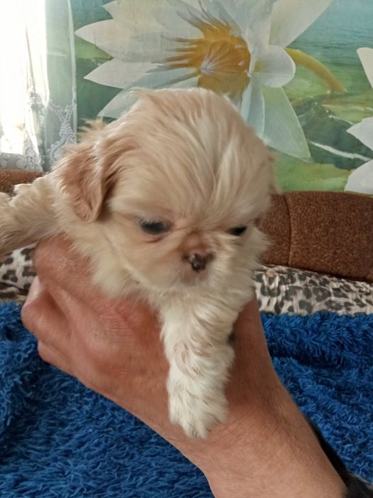 Собачки пекінеси