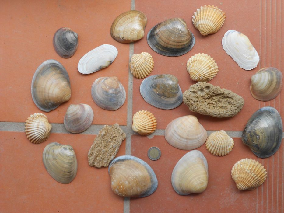 Conchas grandes diversas decoracao aquario terrario ou lagos