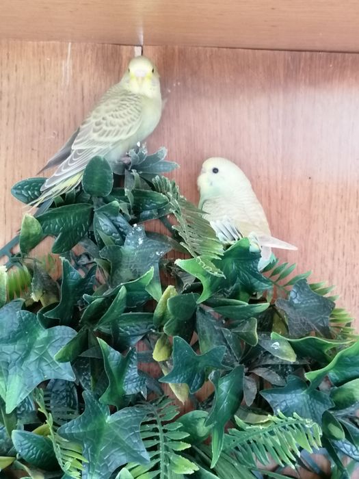 Piriquitos deste mês de Abril