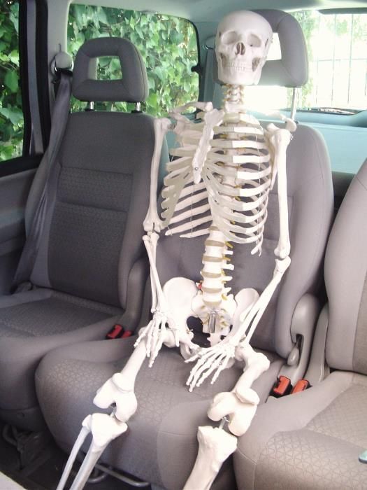 Esqueleto humano - para estudos medicina